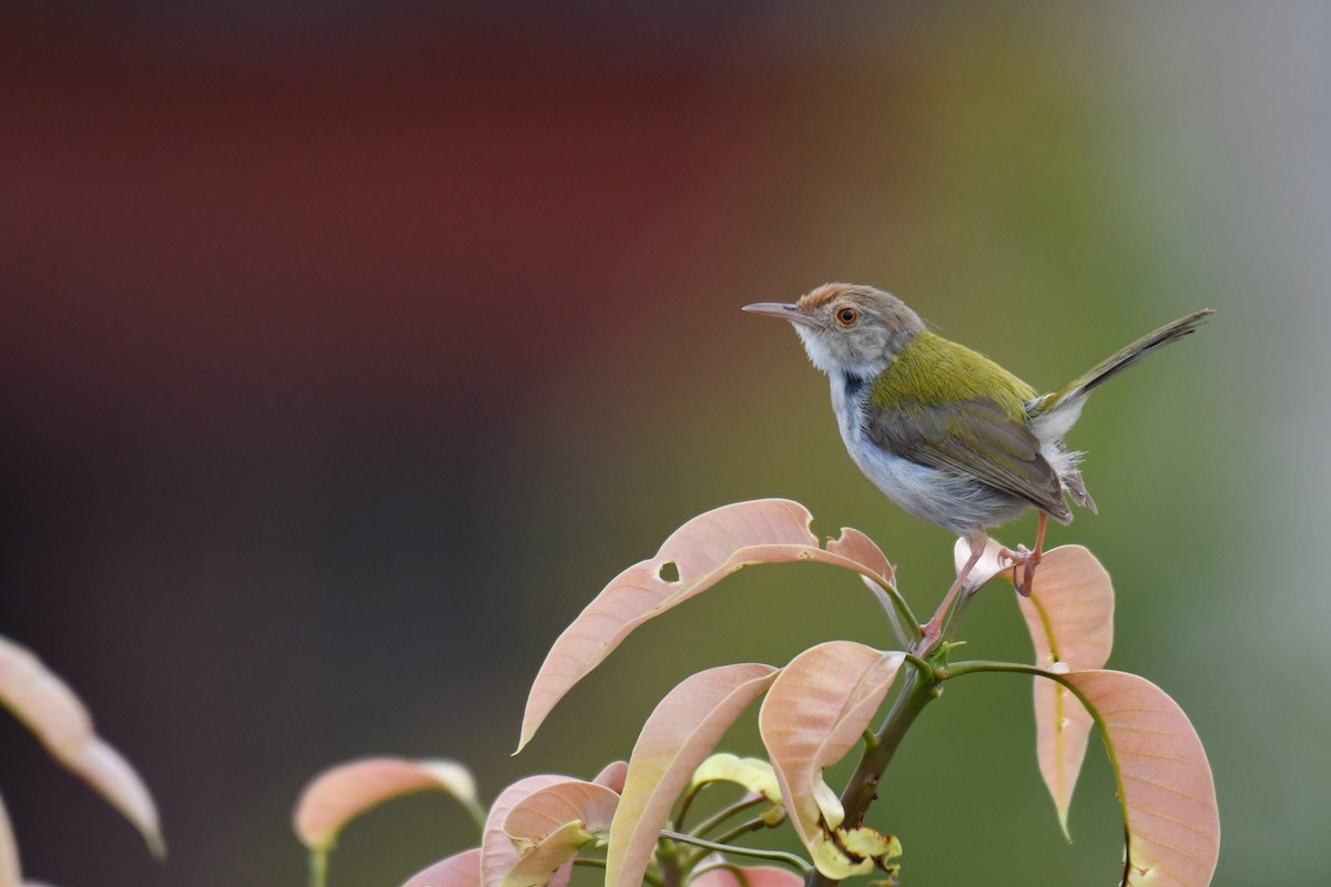 Common Tailorbird - ML178245981