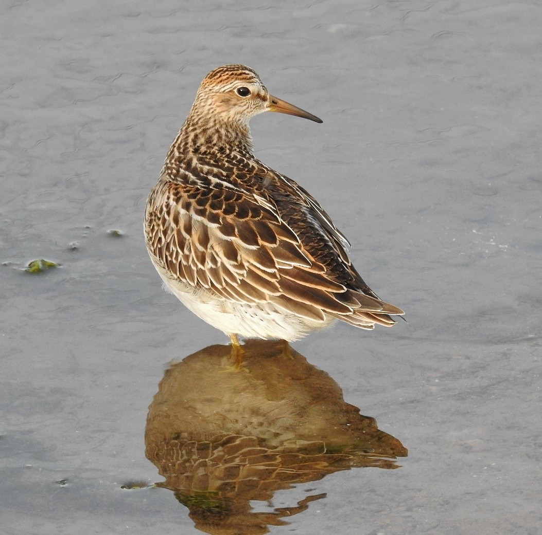 Pectoral Sandpiper - Denise Albert