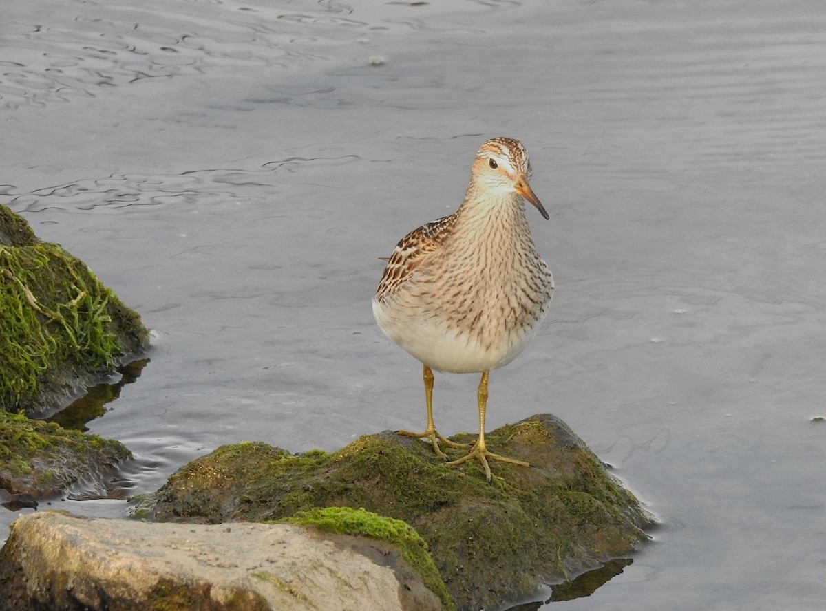 Graubrust-Strandläufer - ML178246501