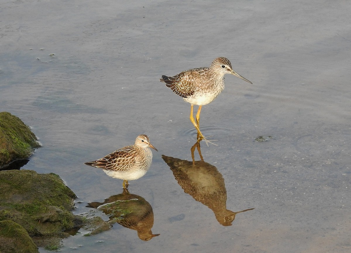 Greater Yellowlegs - Denise Albert