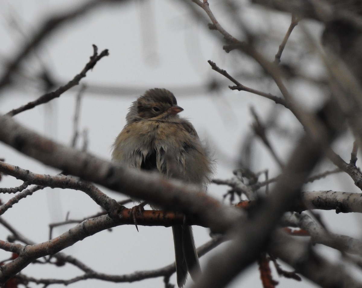 Clay-colored Sparrow - ML178247071