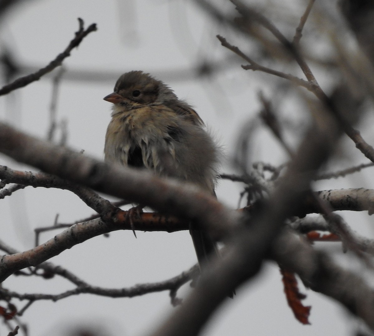 Clay-colored Sparrow - ML178247081