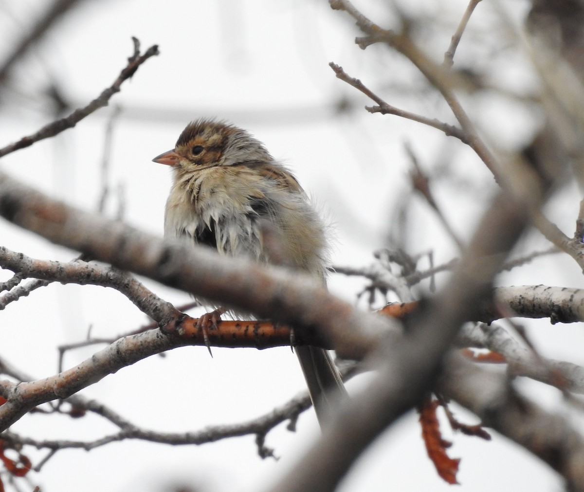 Clay-colored Sparrow - ML178247091