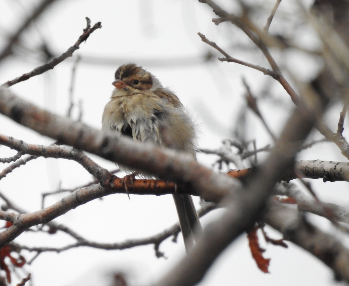Clay-colored Sparrow - ML178247161