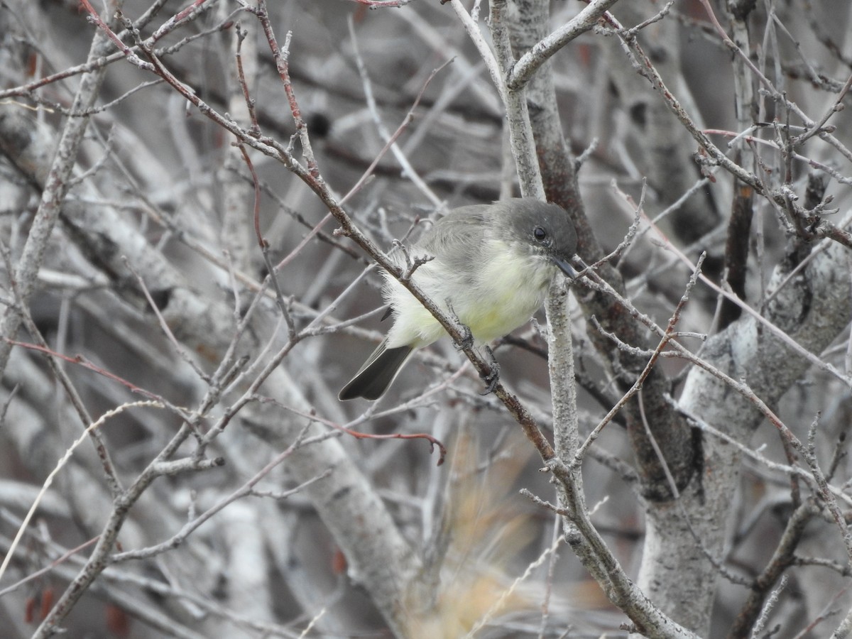 Eastern Phoebe - Shane Sater