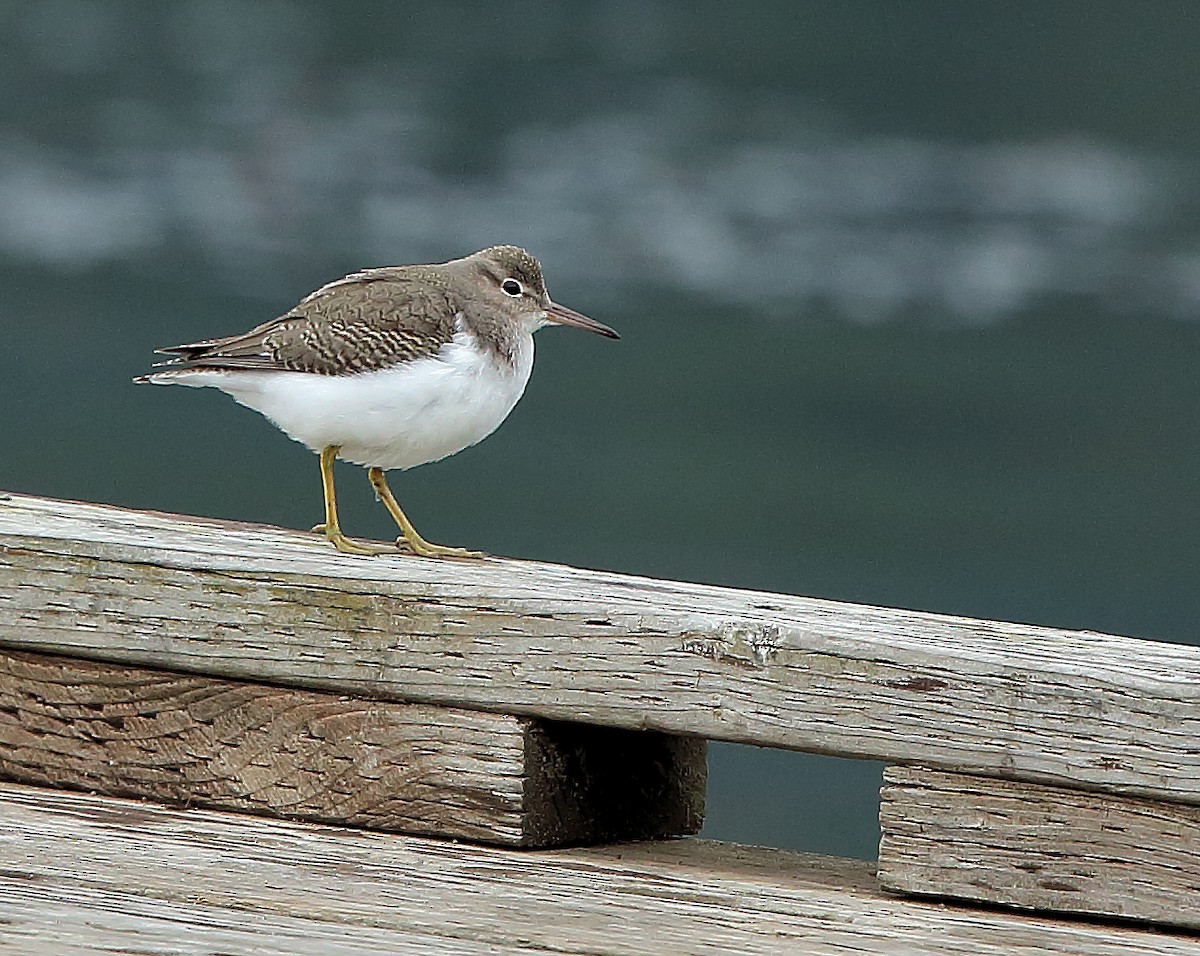 Spotted Sandpiper - ML178248071