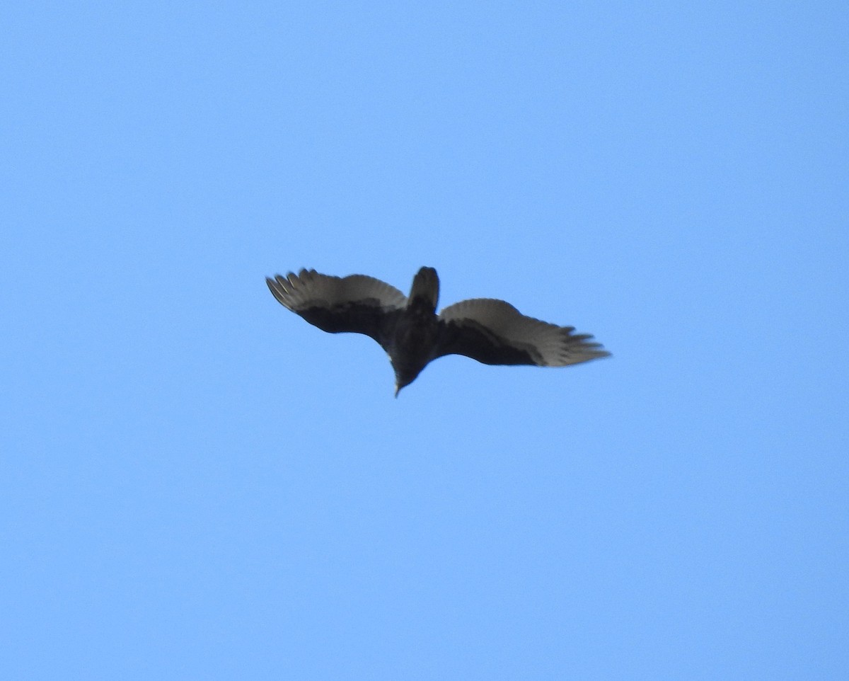 Turkey Vulture - ML178248951