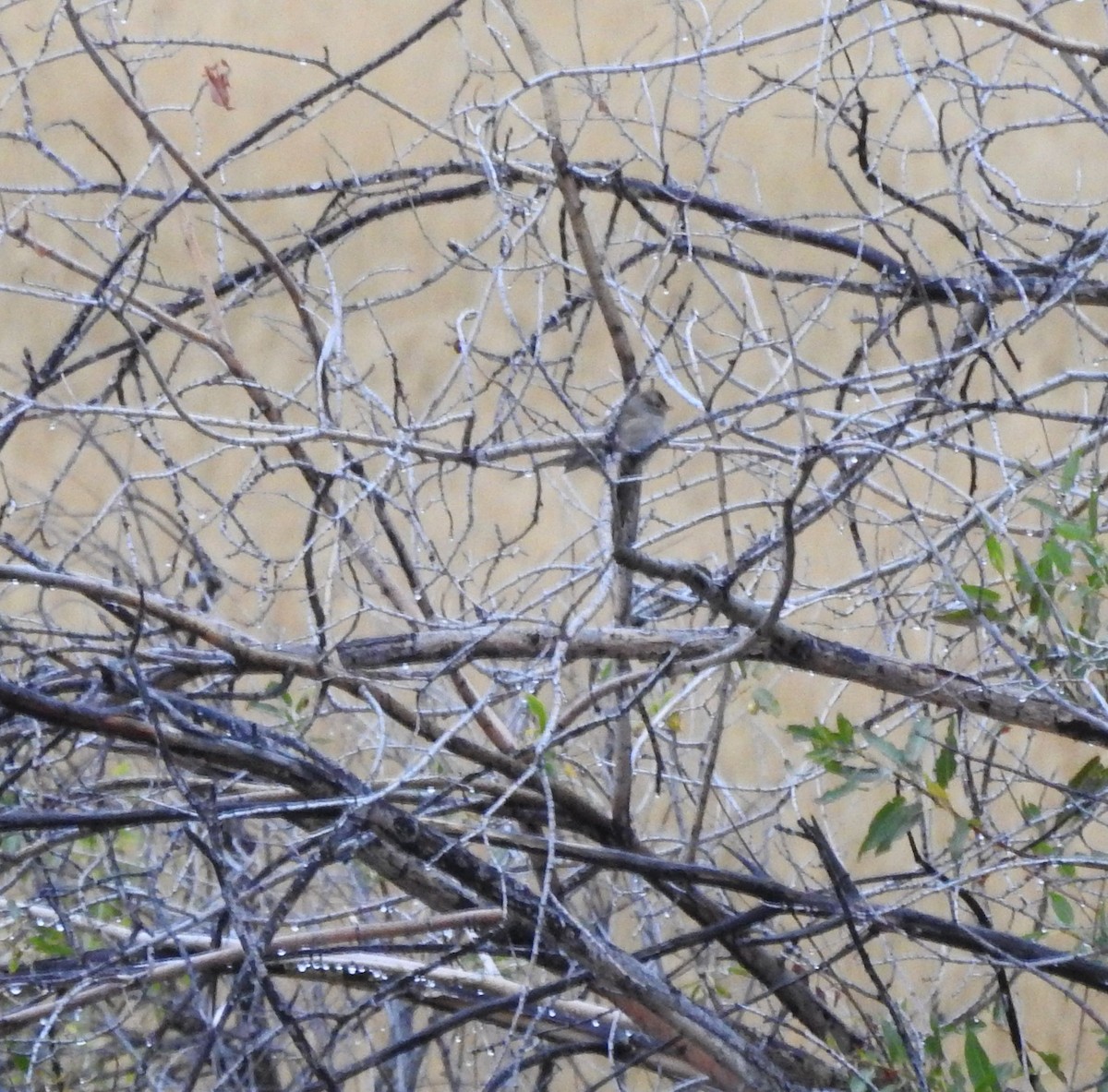 White-crowned Sparrow - ML178249161