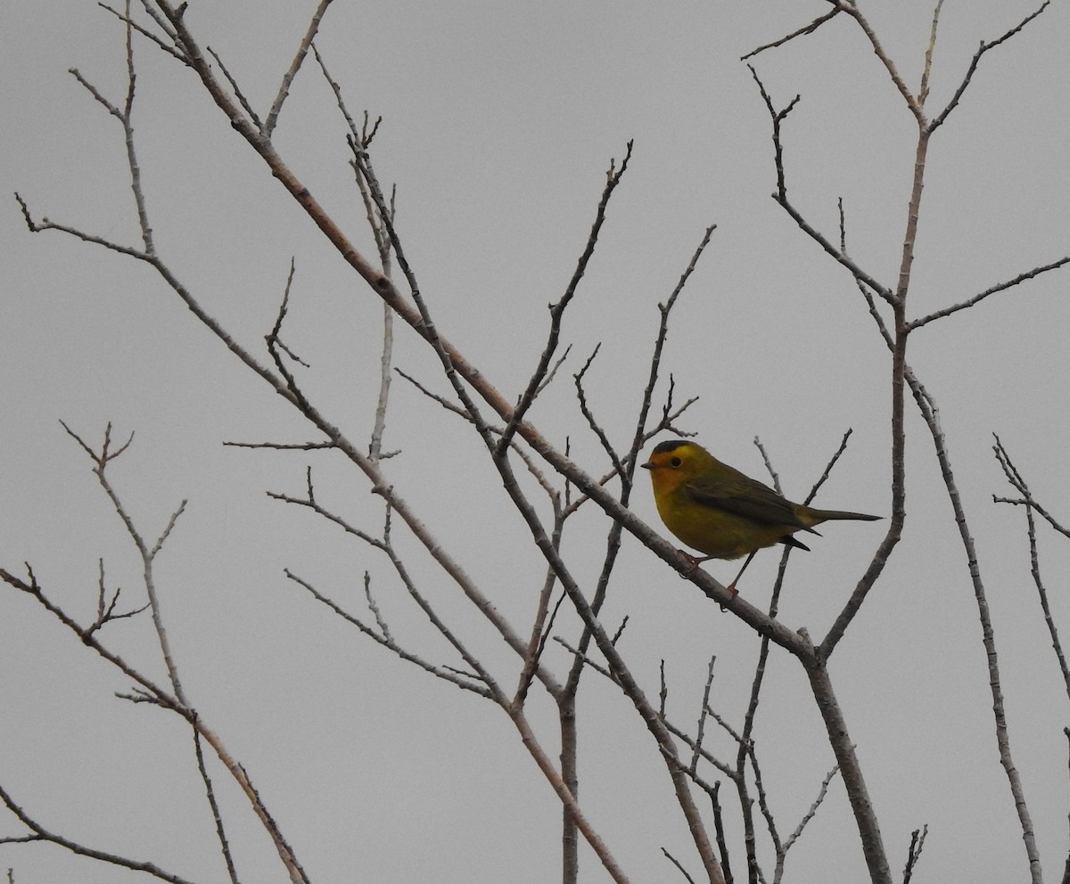 Wilson's Warbler - ML178249201