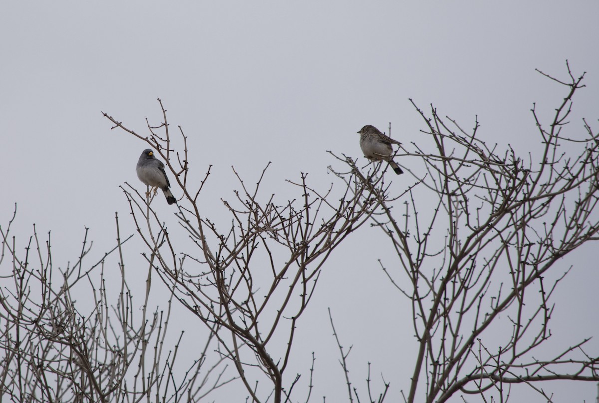 Band-tailed Sierra Finch - ML178250501