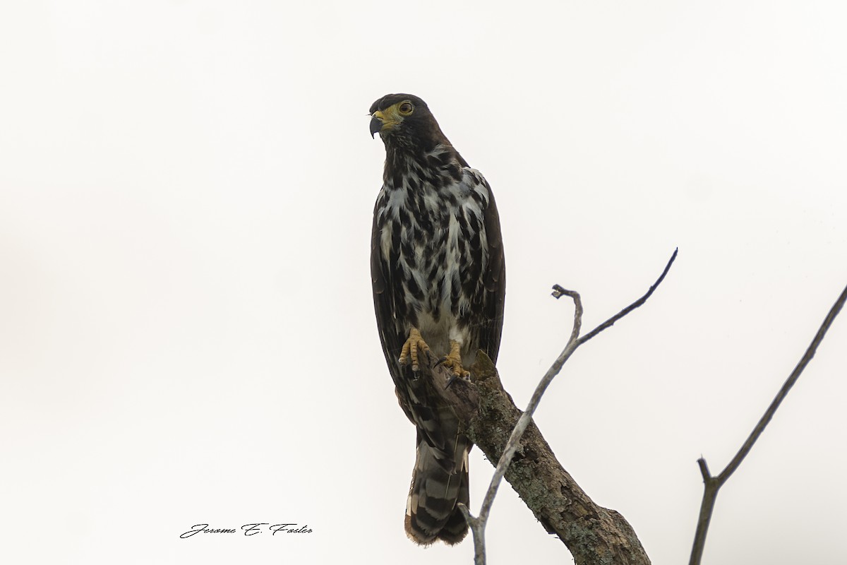 Gray-headed Kite - Jerome Foster