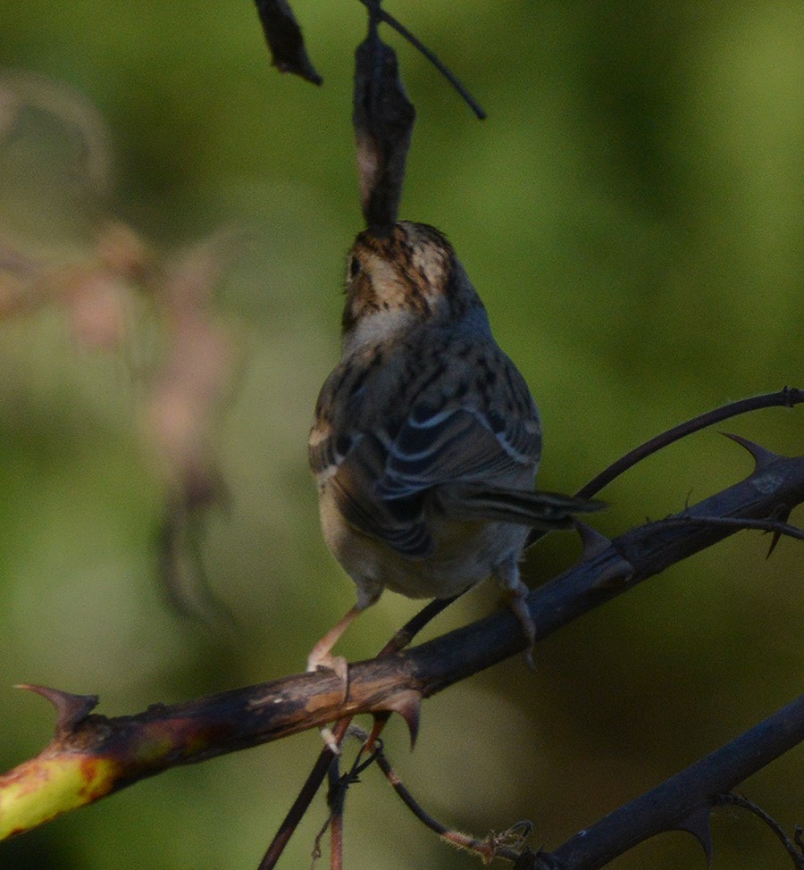 Clay-colored Sparrow - Frederick Atwood