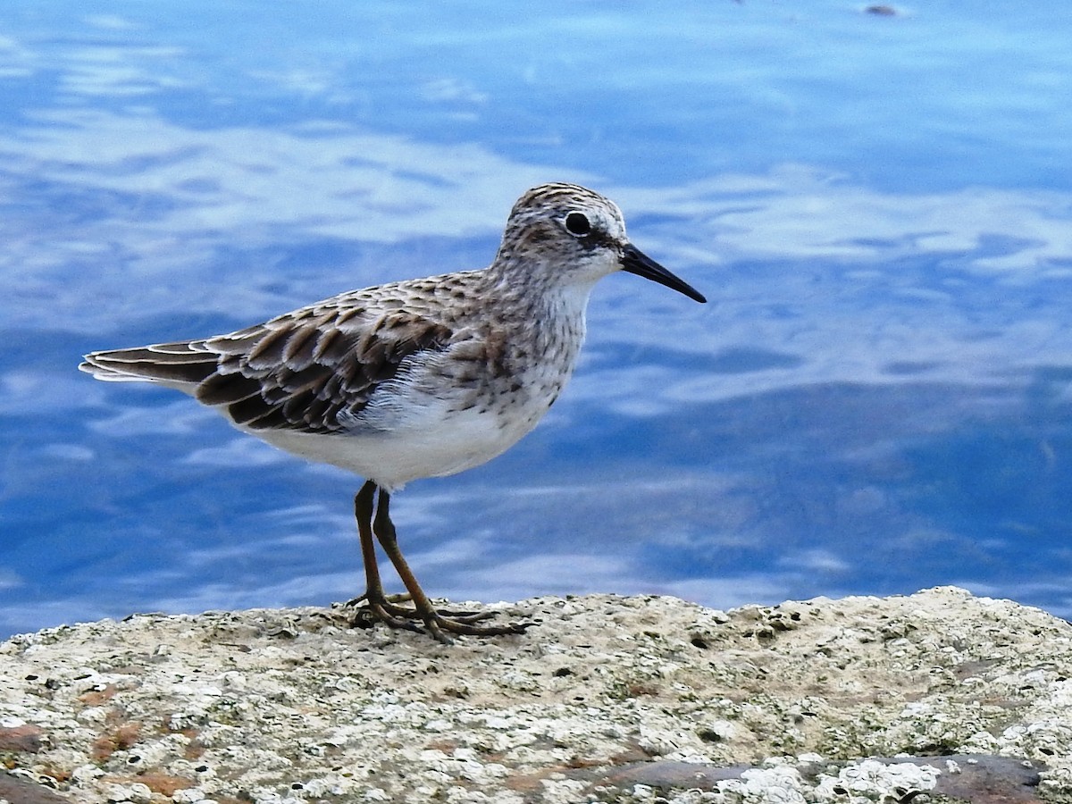 Least Sandpiper - Jan Meerman