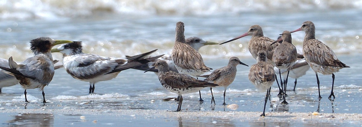 Red Knot - ML178261061