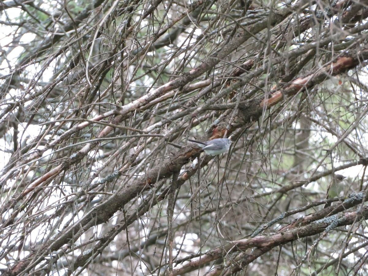 Blue-gray Gnatcatcher - ML178261301