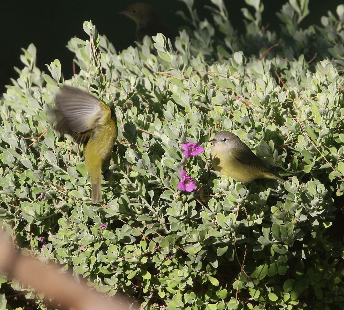 Orange-crowned Warbler - Patrick Gaffey