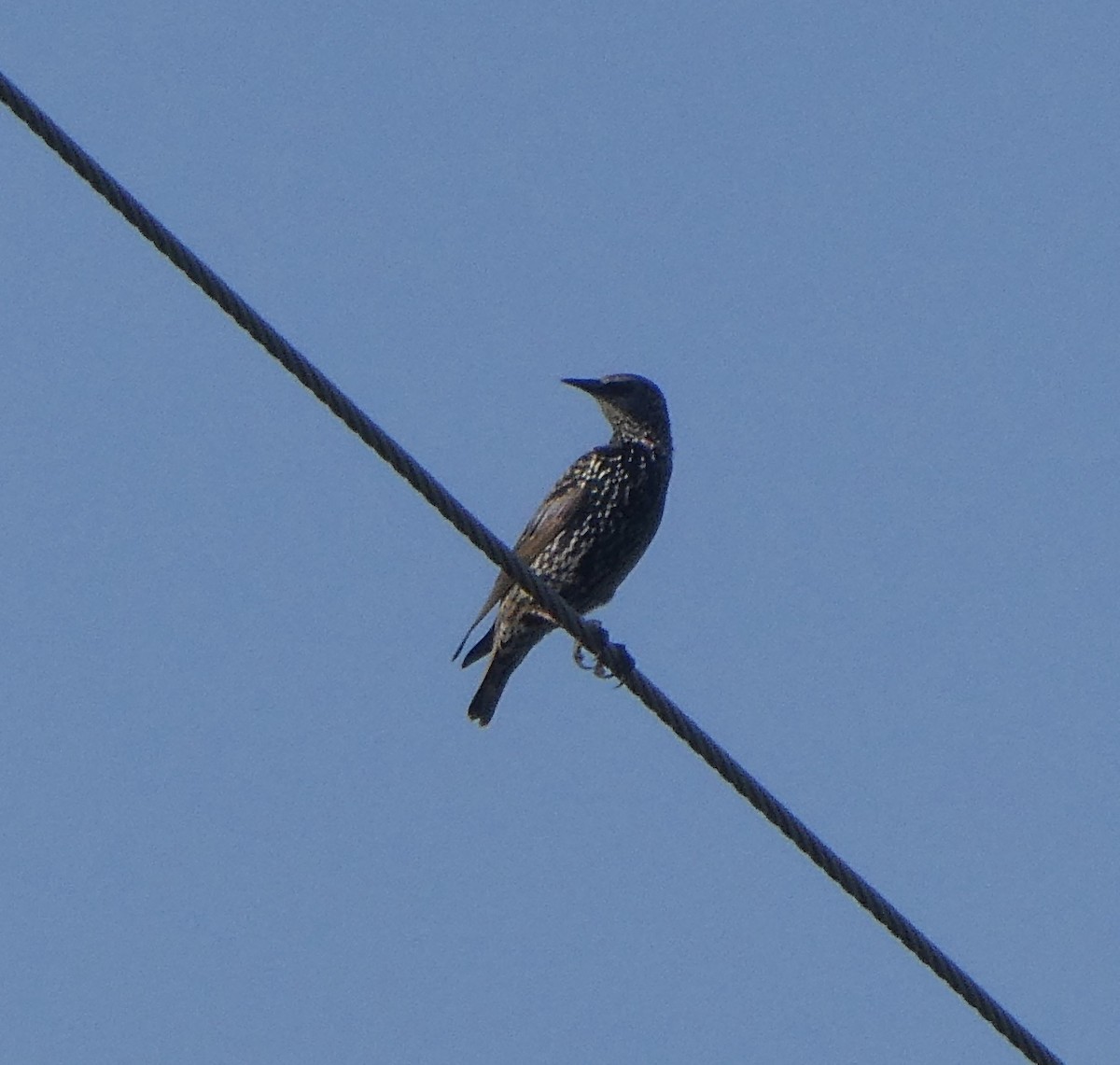 European Starling - ML178265171