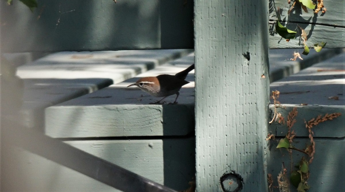 Bewick's Wren - Angela Kenny