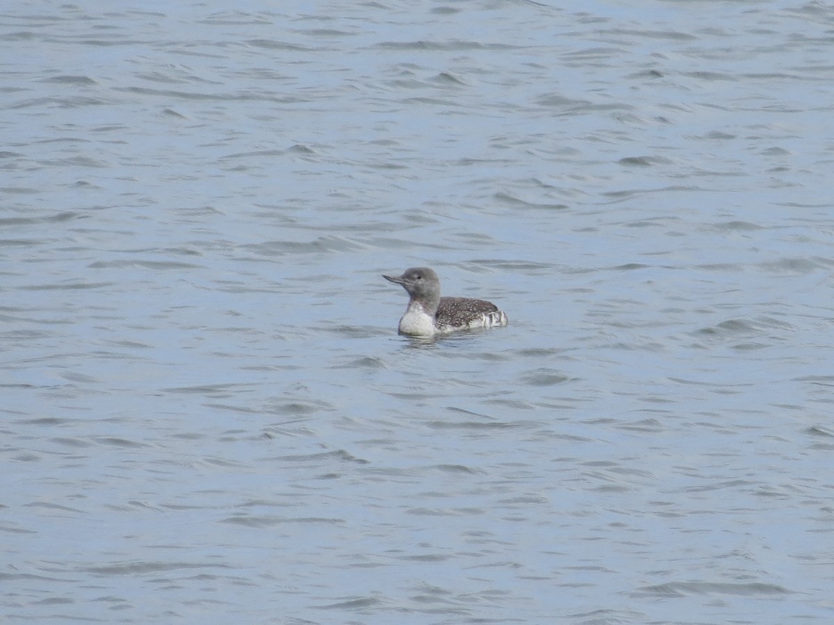 Red-throated Loon - ML178265921