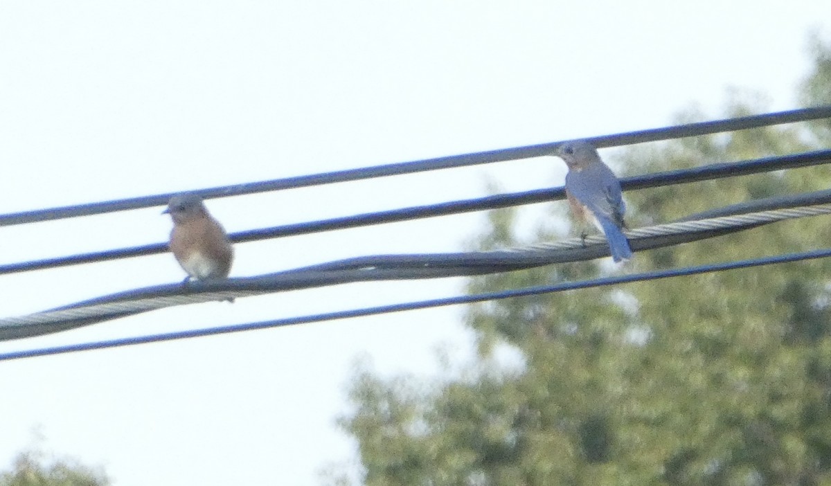 Eastern Bluebird - kim nordquest