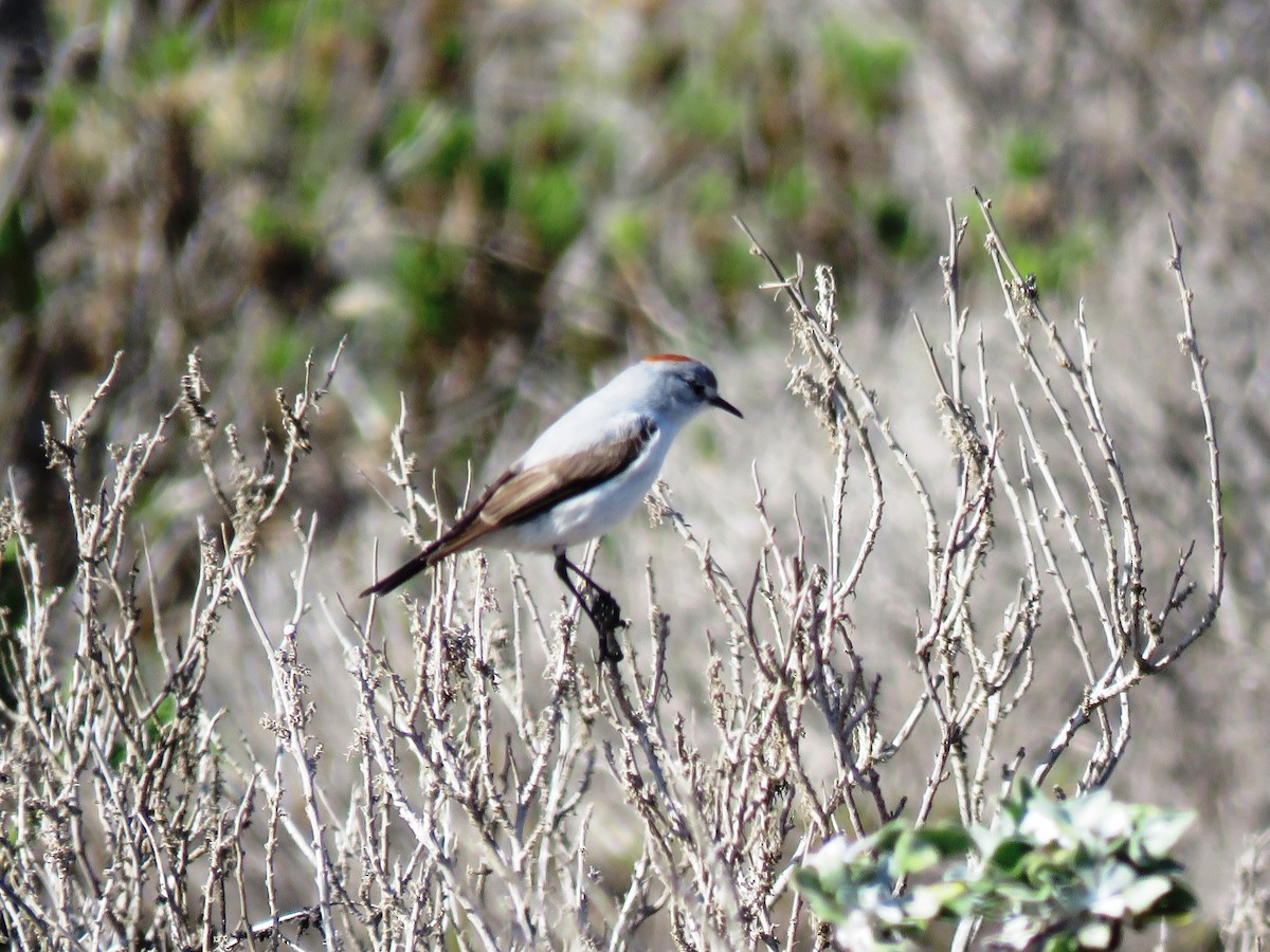 Rufous-naped Ground-Tyrant - ML178266921