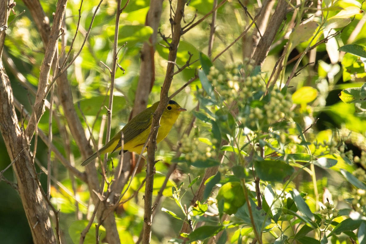 Mönchswaldsänger - ML178267021