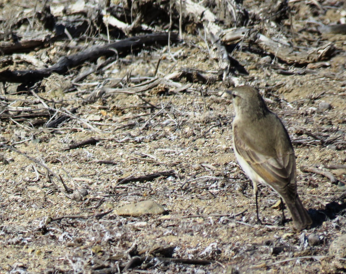 Spot-billed Ground-Tyrant - ML178267391