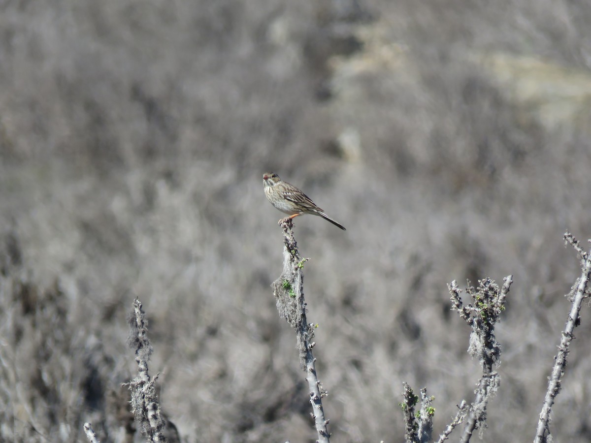 Mourning Sierra Finch - ML178267561