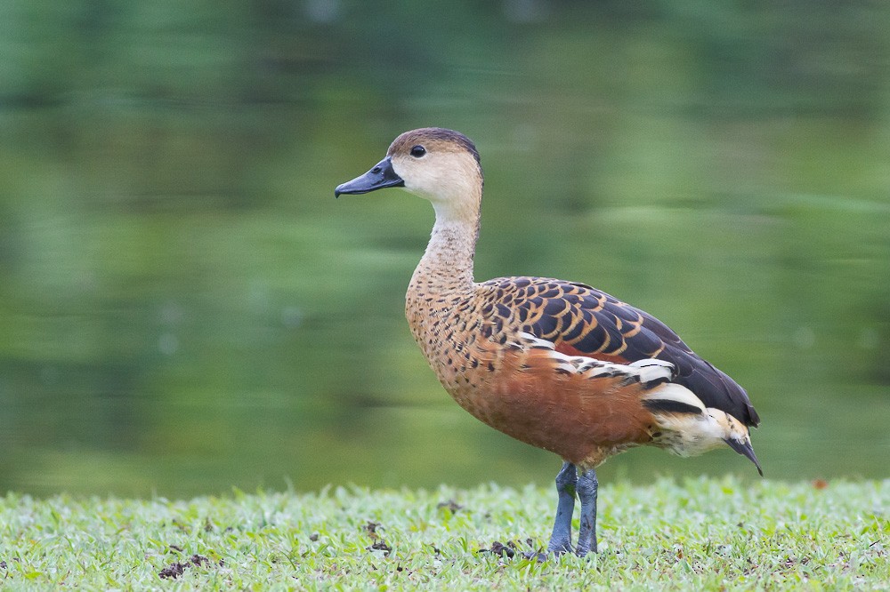 Dendrocygne à lunules - ML178268241