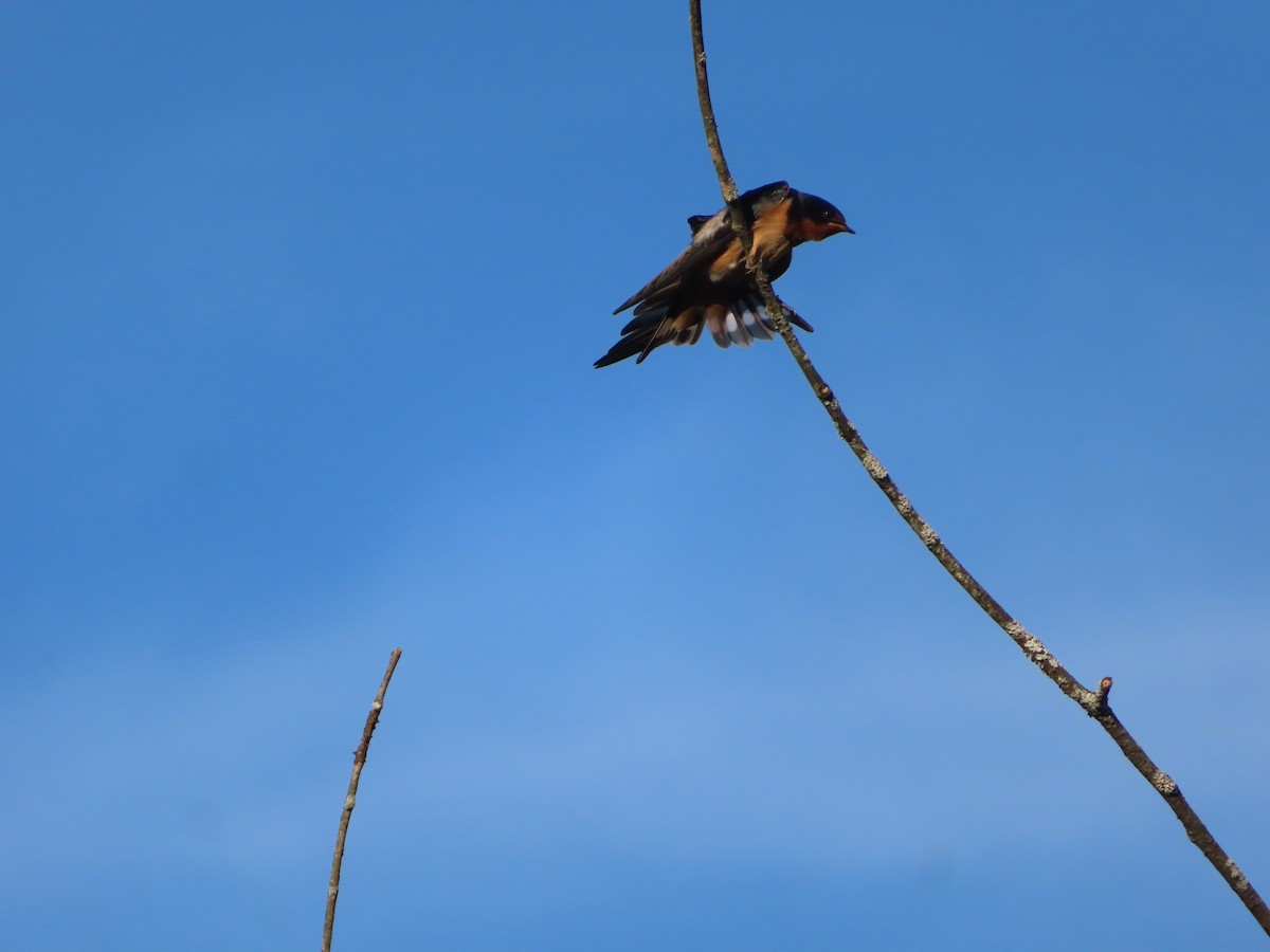 Barn Swallow - ML178268491