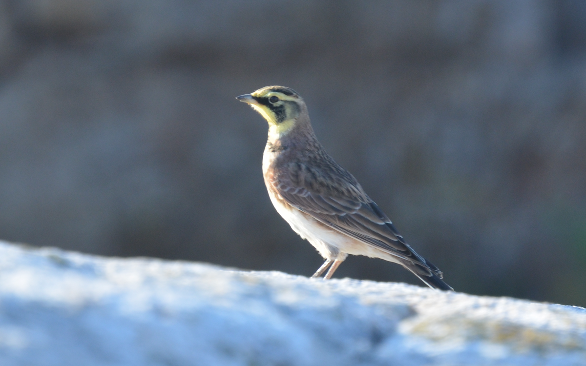 Horned Lark - eric masterson