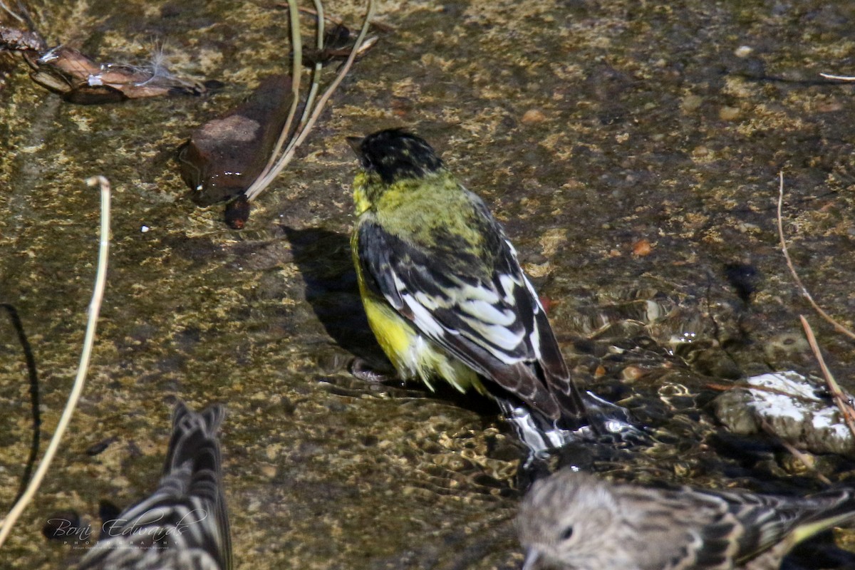 Lesser Goldfinch - Boni Edwards