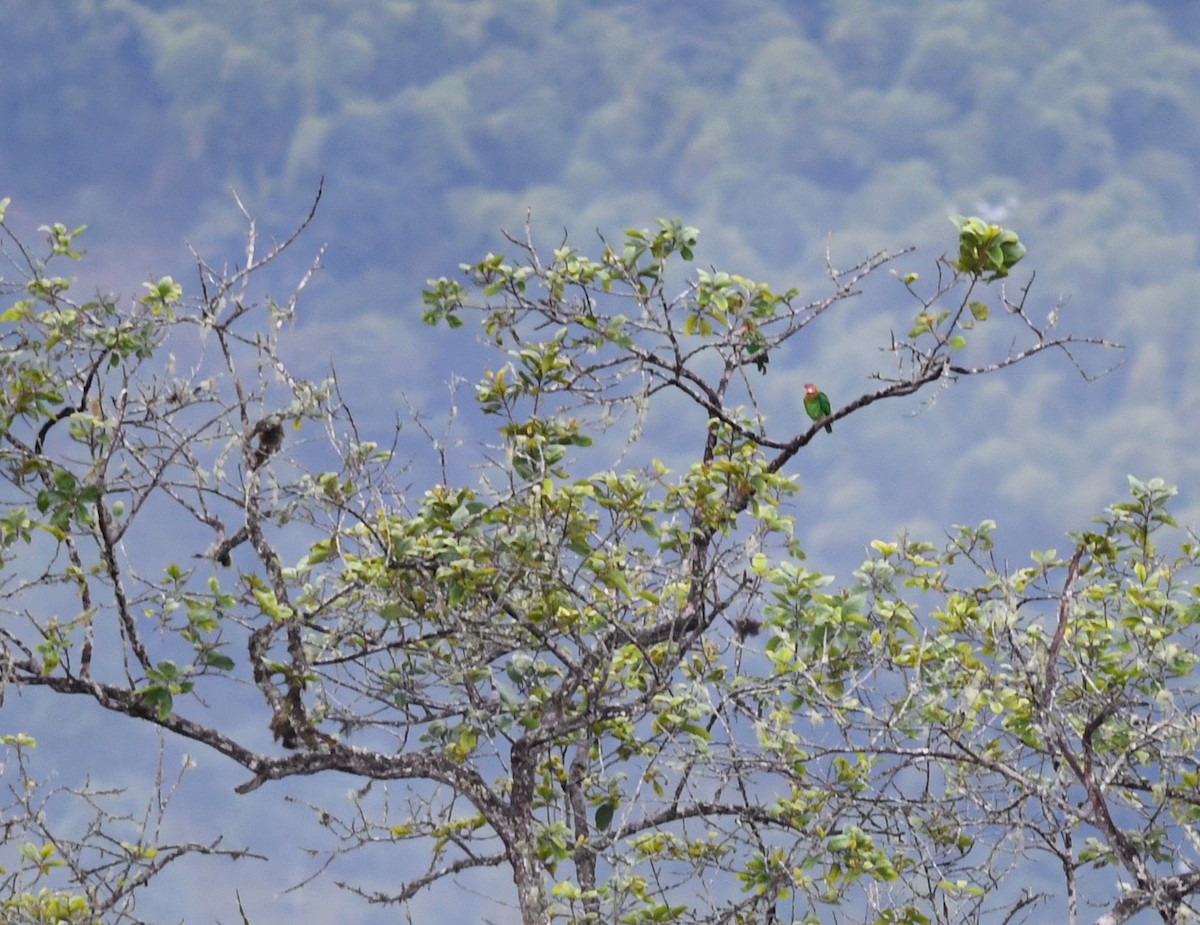 Rose-faced Parrot - ML178272551