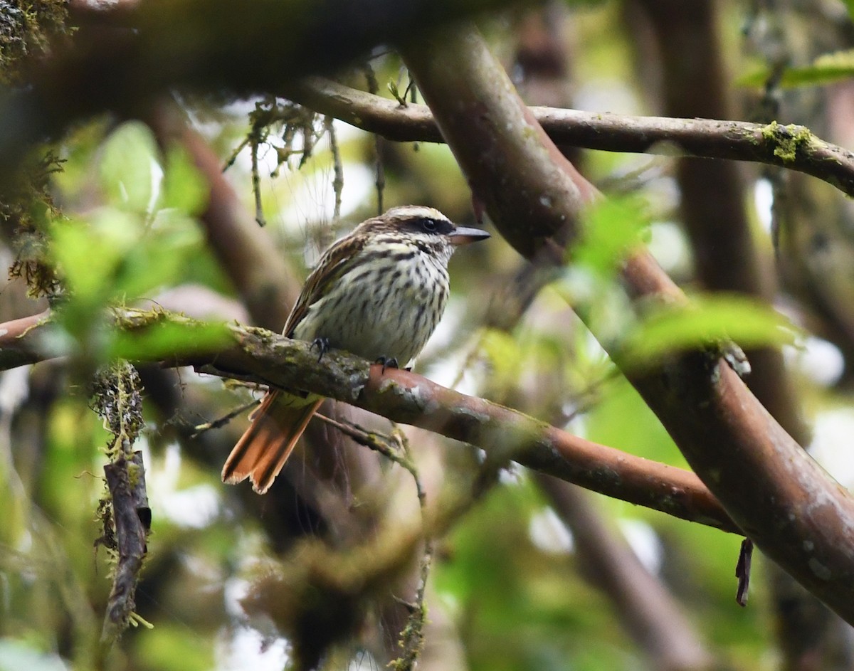 Streaked Flycatcher (Northern) - ML178272591