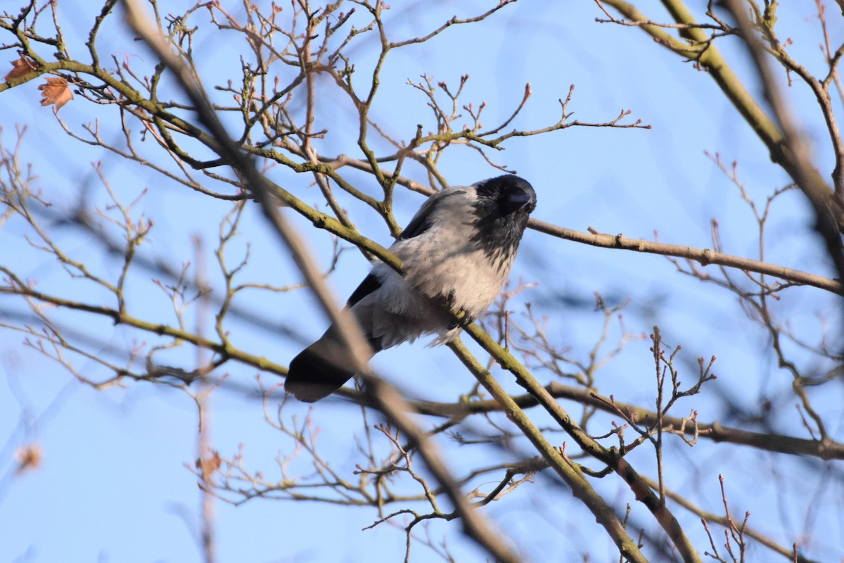 Hooded Crow - ML178273141