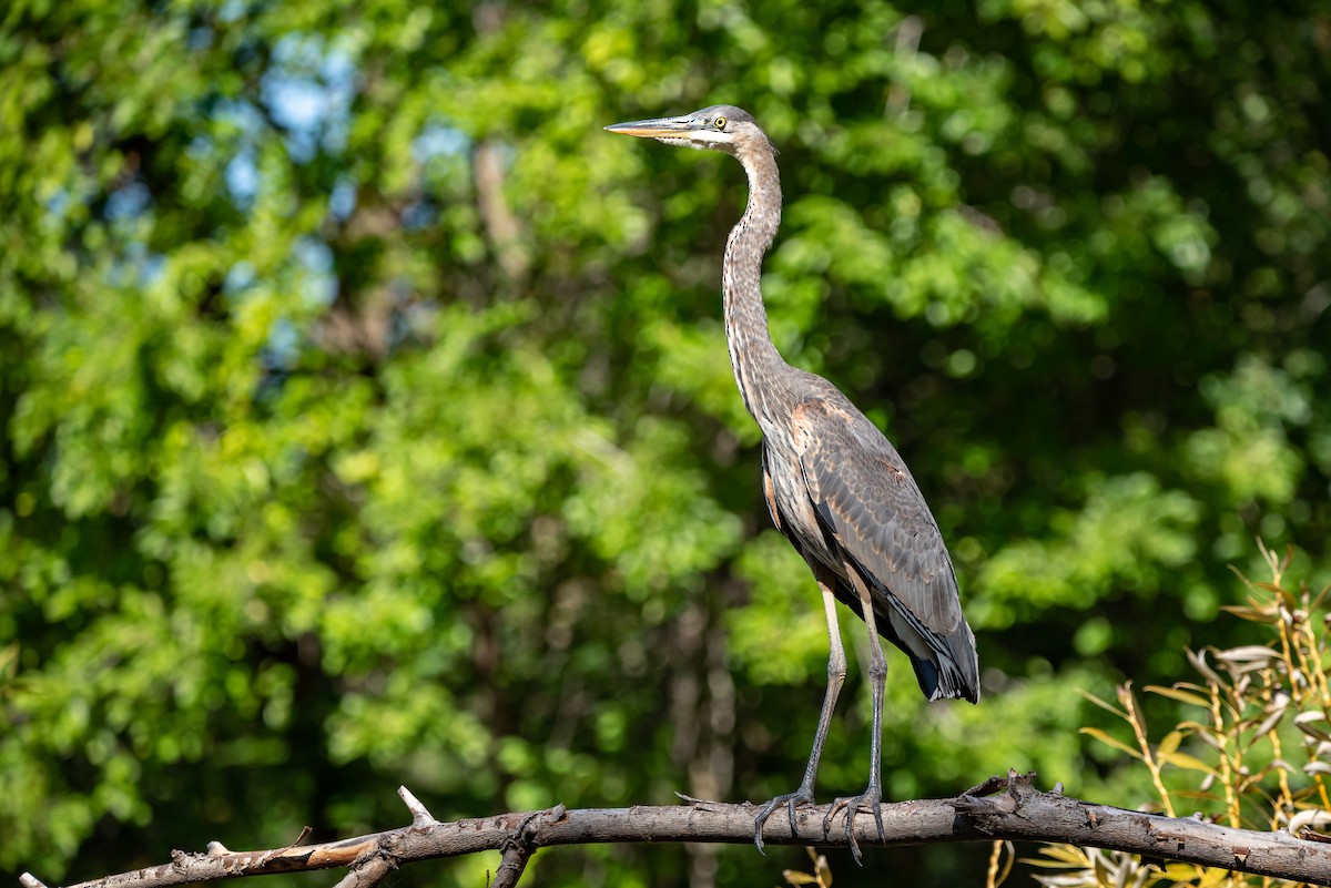 Great Blue Heron - ML178273271