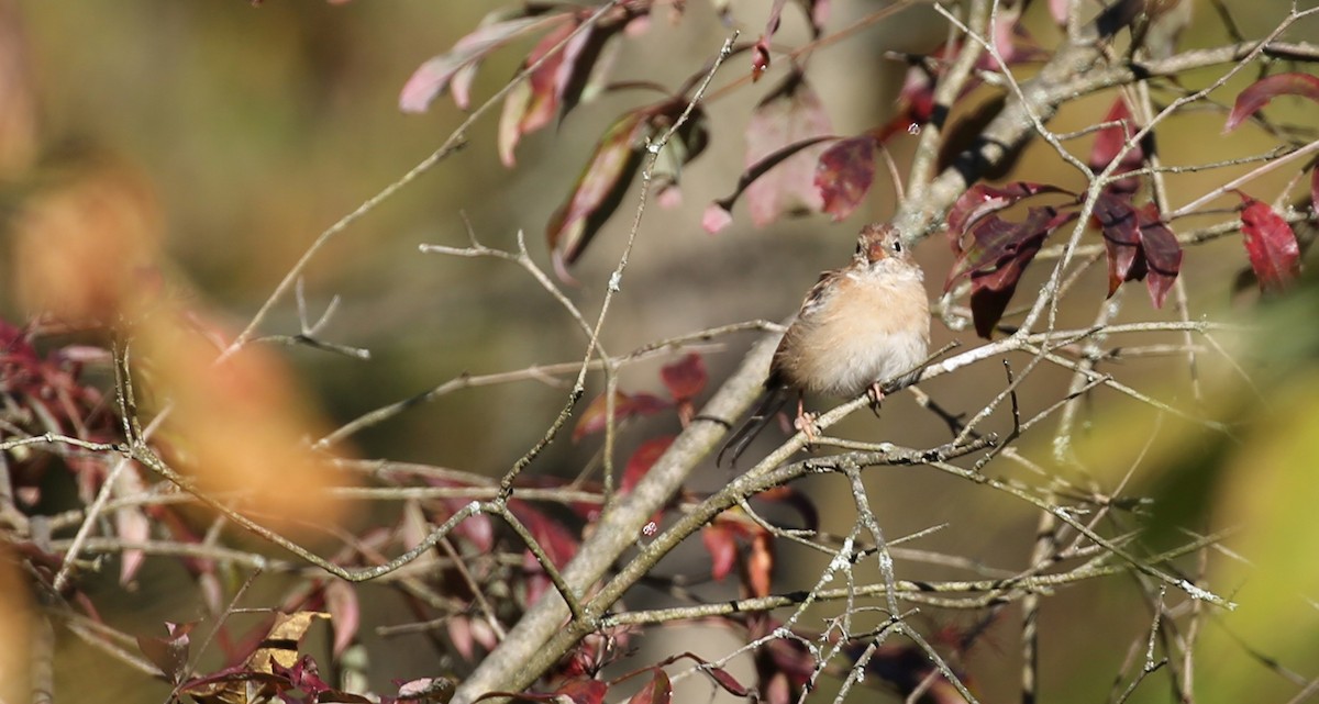 Field Sparrow - leonard blass