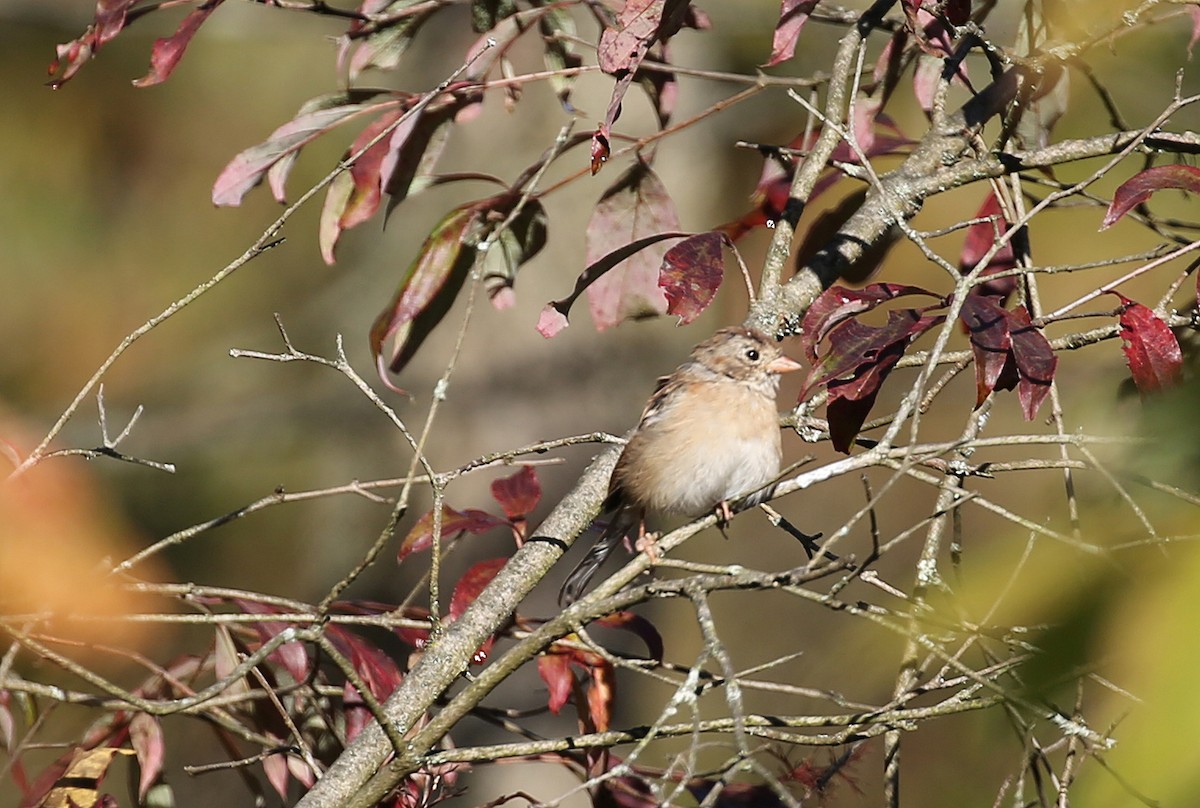 Field Sparrow - ML178273481