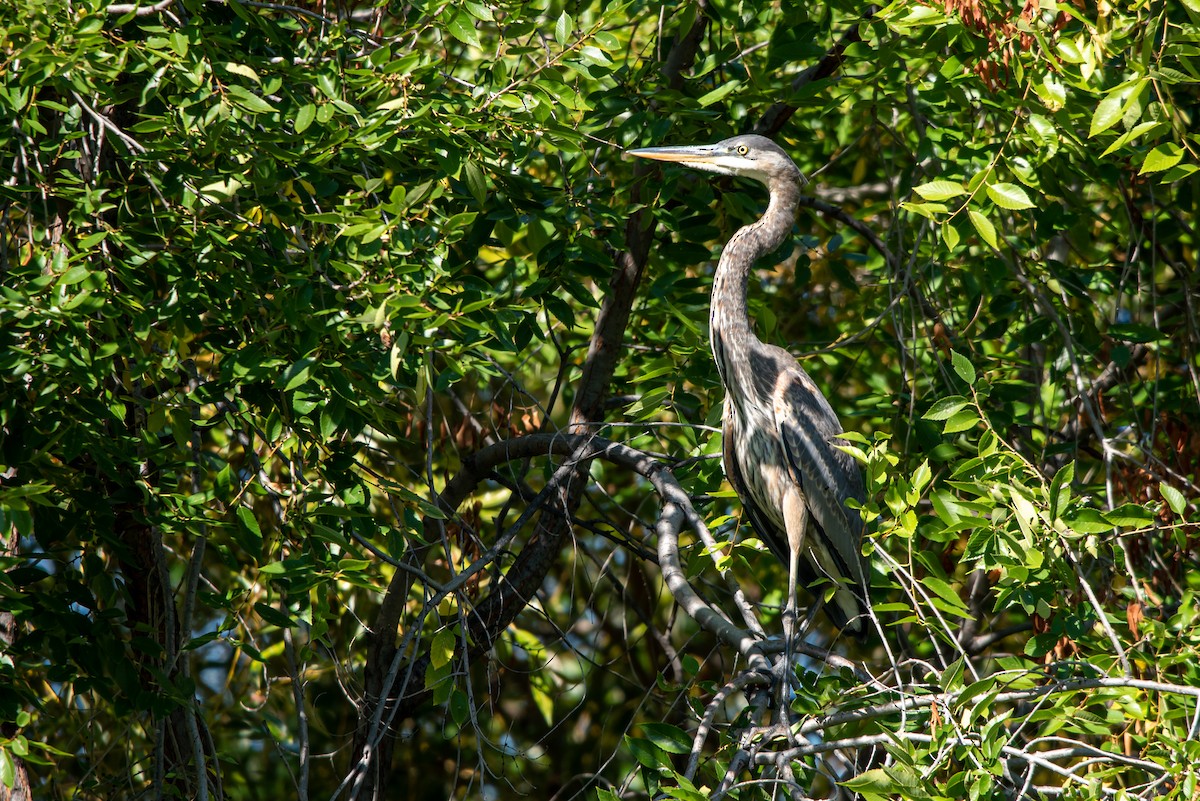 Great Blue Heron - ML178273591