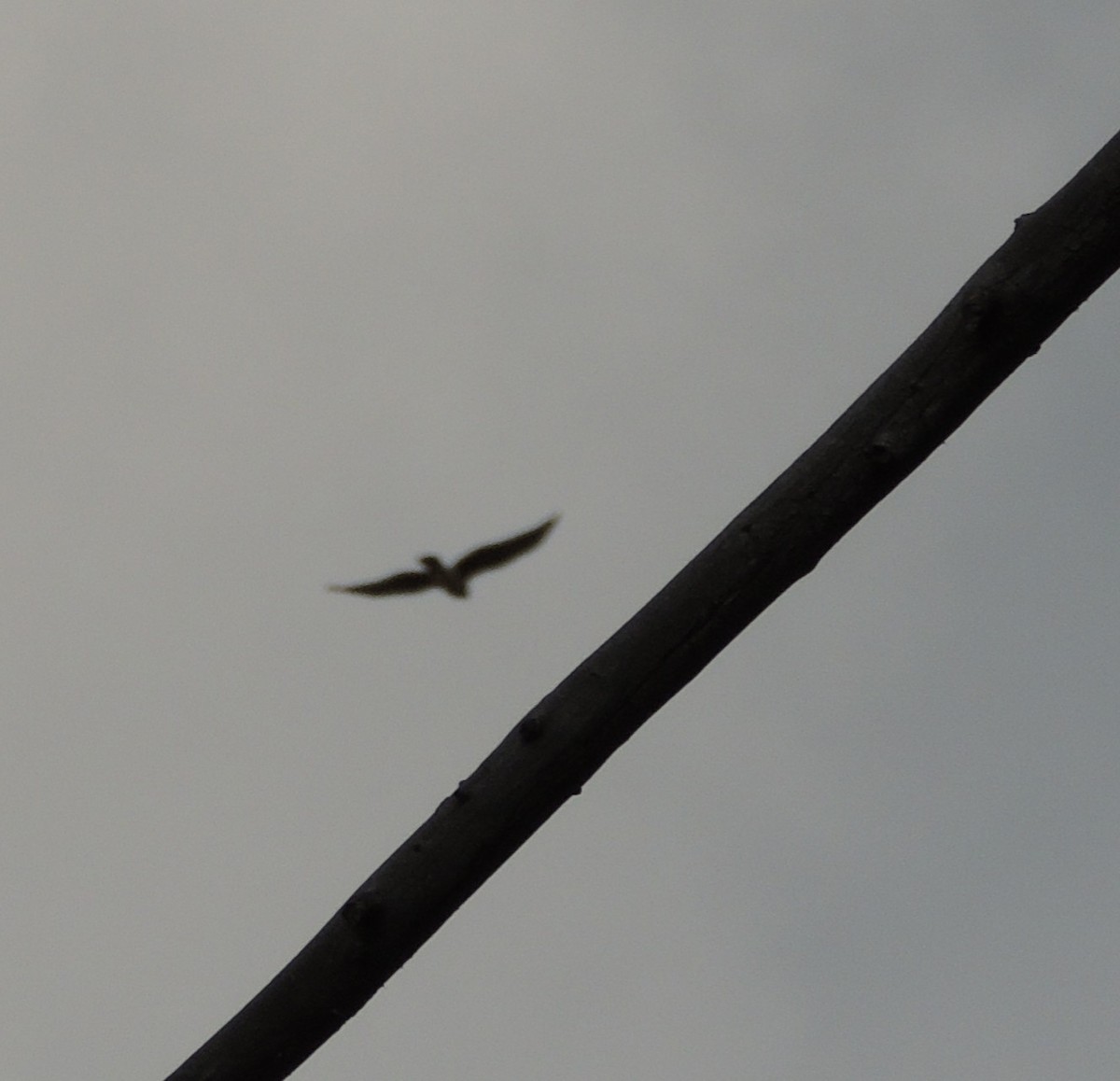 Northern Harrier - ML178274211