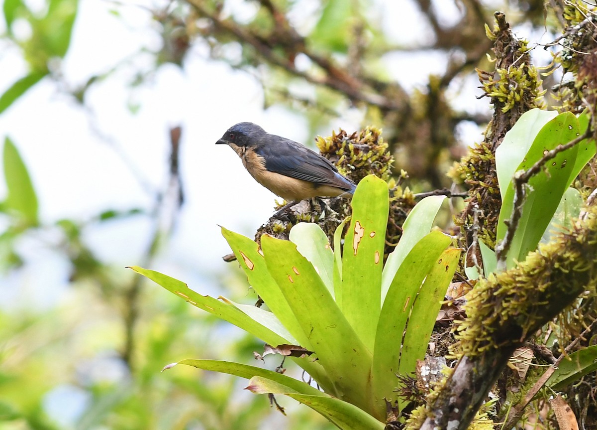 Fawn-breasted Tanager - ML178274571