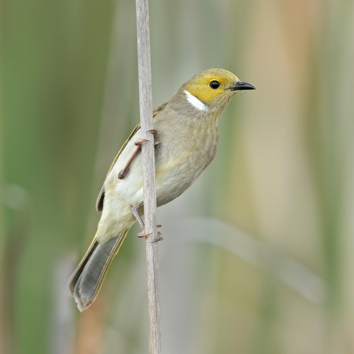 White-plumed Honeyeater - ML178274851