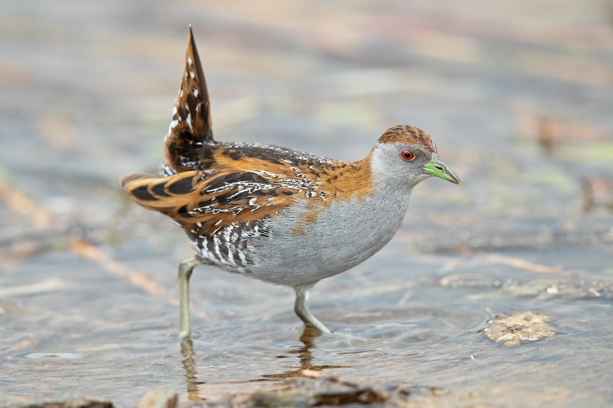 Baillon's Crake - JJ Harrison