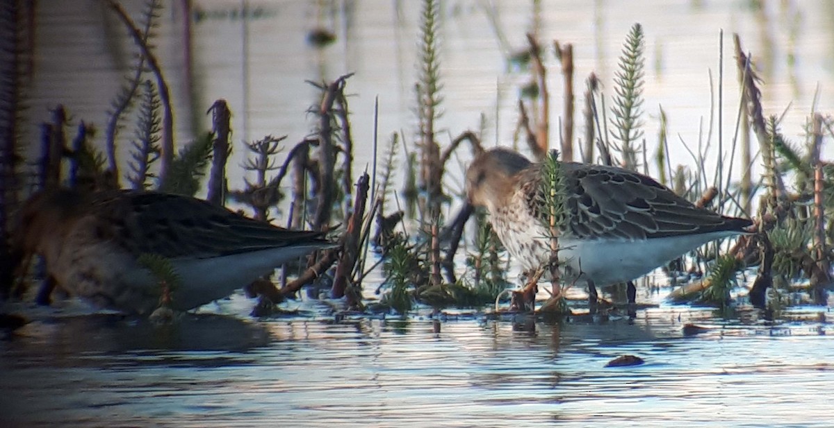 Dunlin - ML178275341