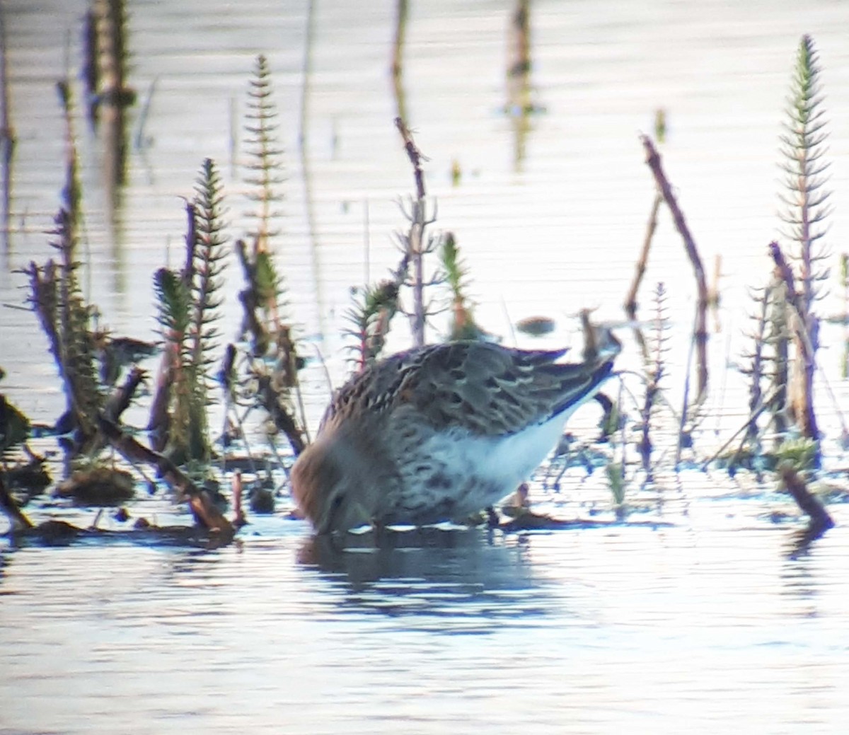 Dunlin - ML178275351