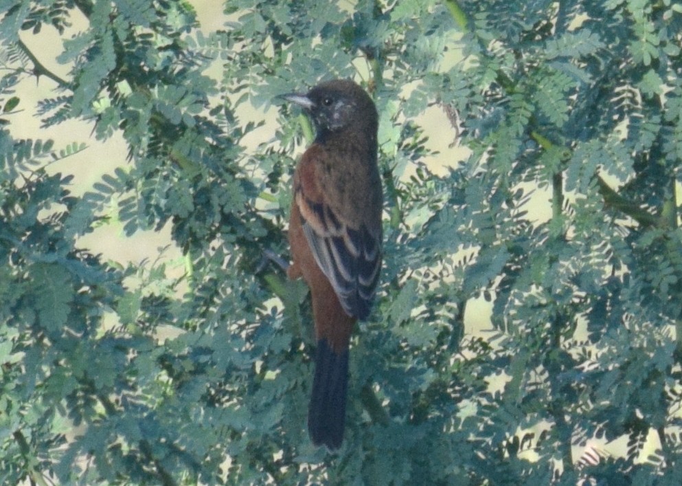 Orchard Oriole - ML178276971