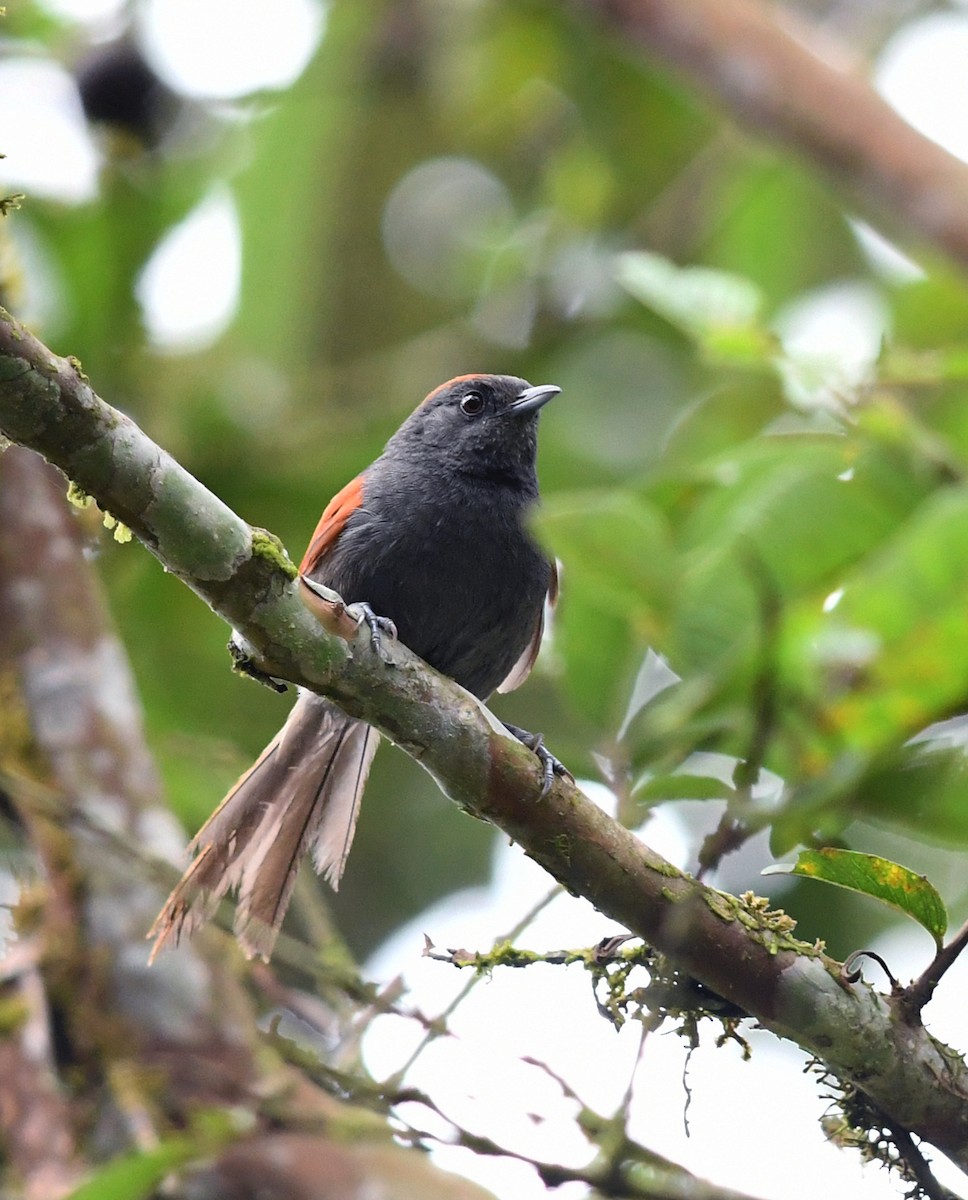 Slaty Spinetail - ML178277071