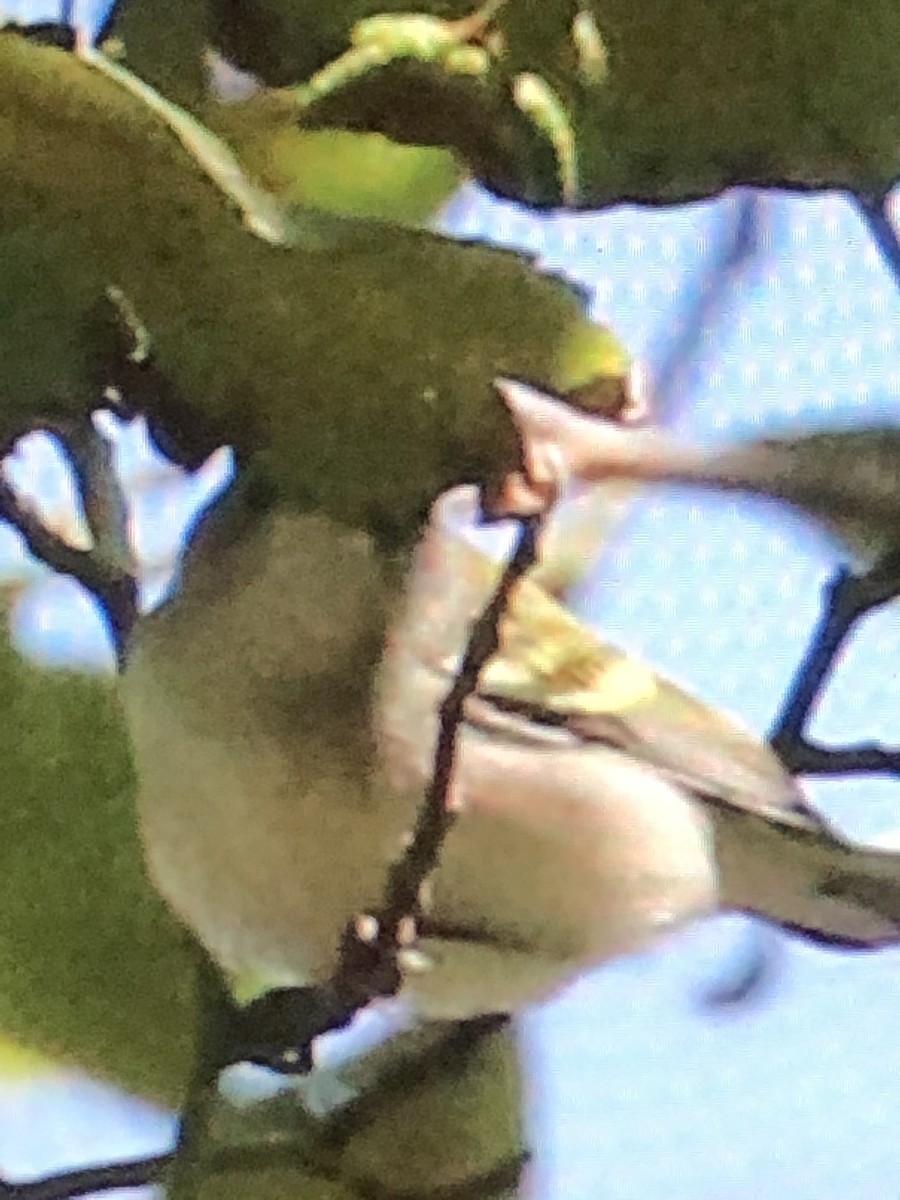 Chestnut-sided Warbler - ML178278901