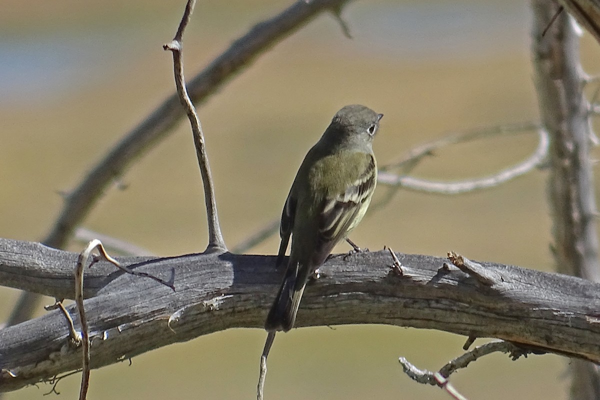 Hammond's Flycatcher - ML178279321