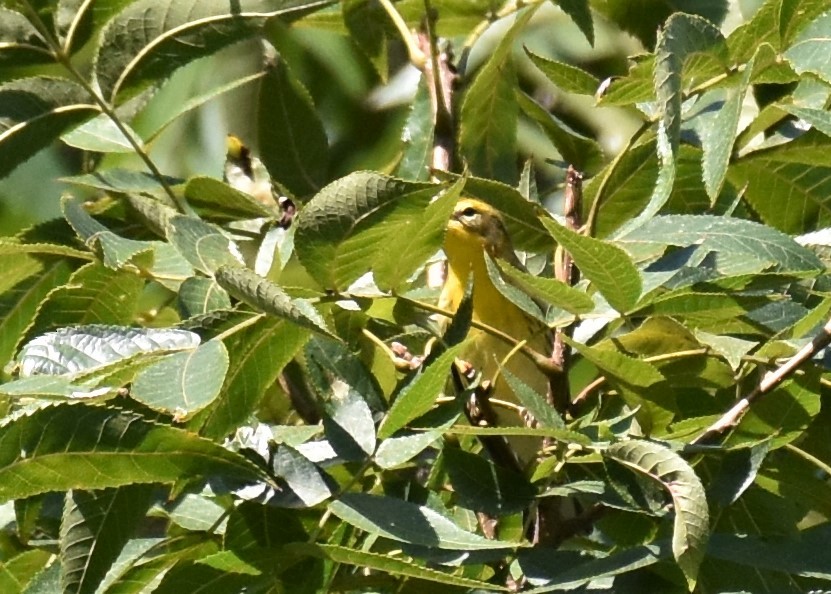 Blackburnian Warbler - ML178281551